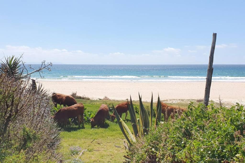 Bolonia Beach Campus ตาริฟา ภายนอก รูปภาพ